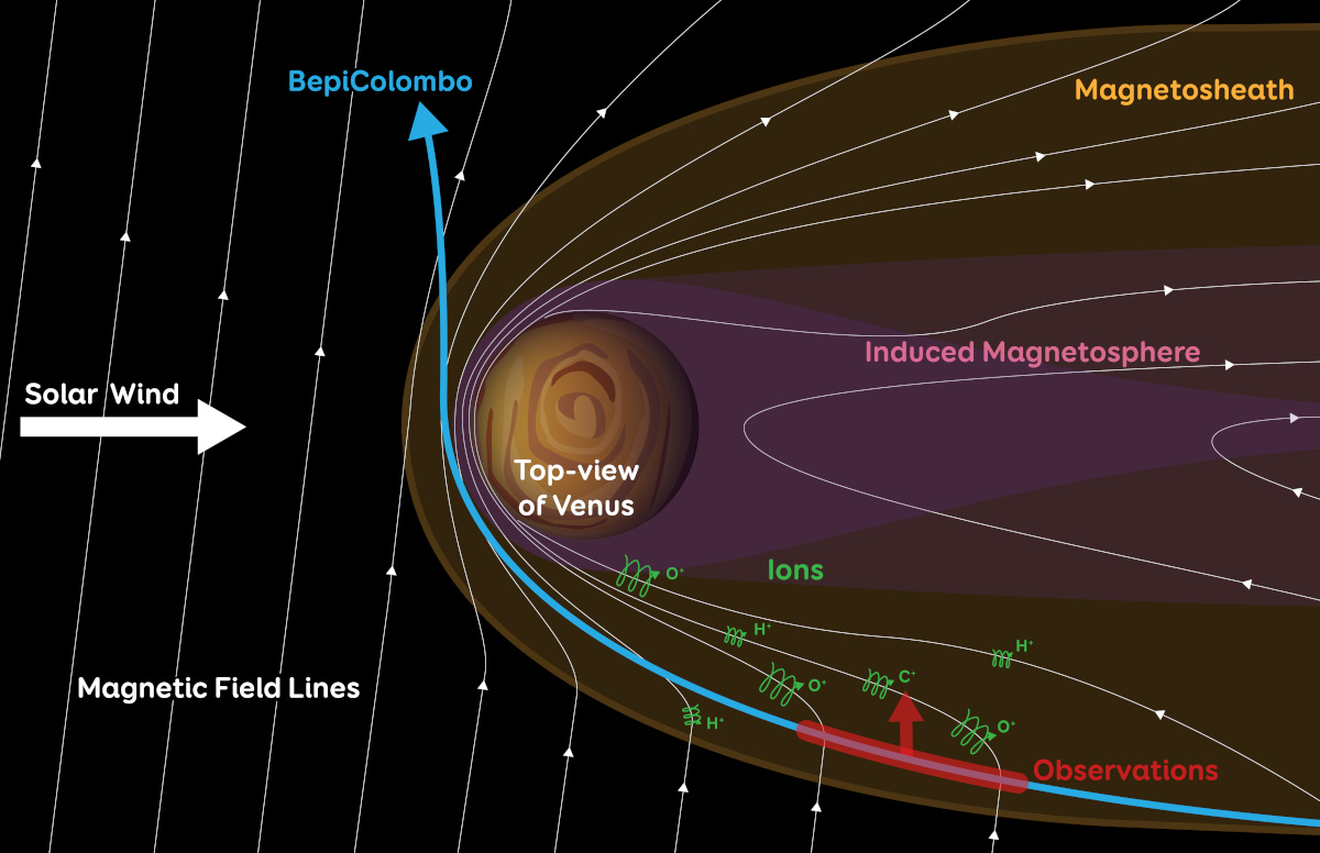 金星磁気シースの側面から漏れ出す物質の模式図。赤線と矢印は、炭素イオン、酸素イオン、水素イオンが観測された、BepiColomboの観測の領域と方向（出典：Thibaut Roger/Europlanet 2024 RI/Hadid et）