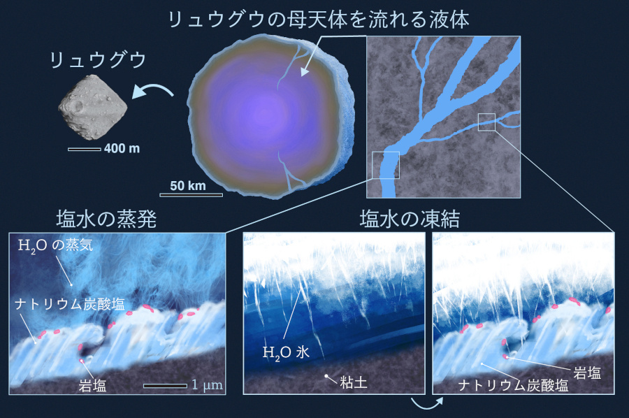 リュウグウの母天体での塩結晶の形成（出典：京都大学）