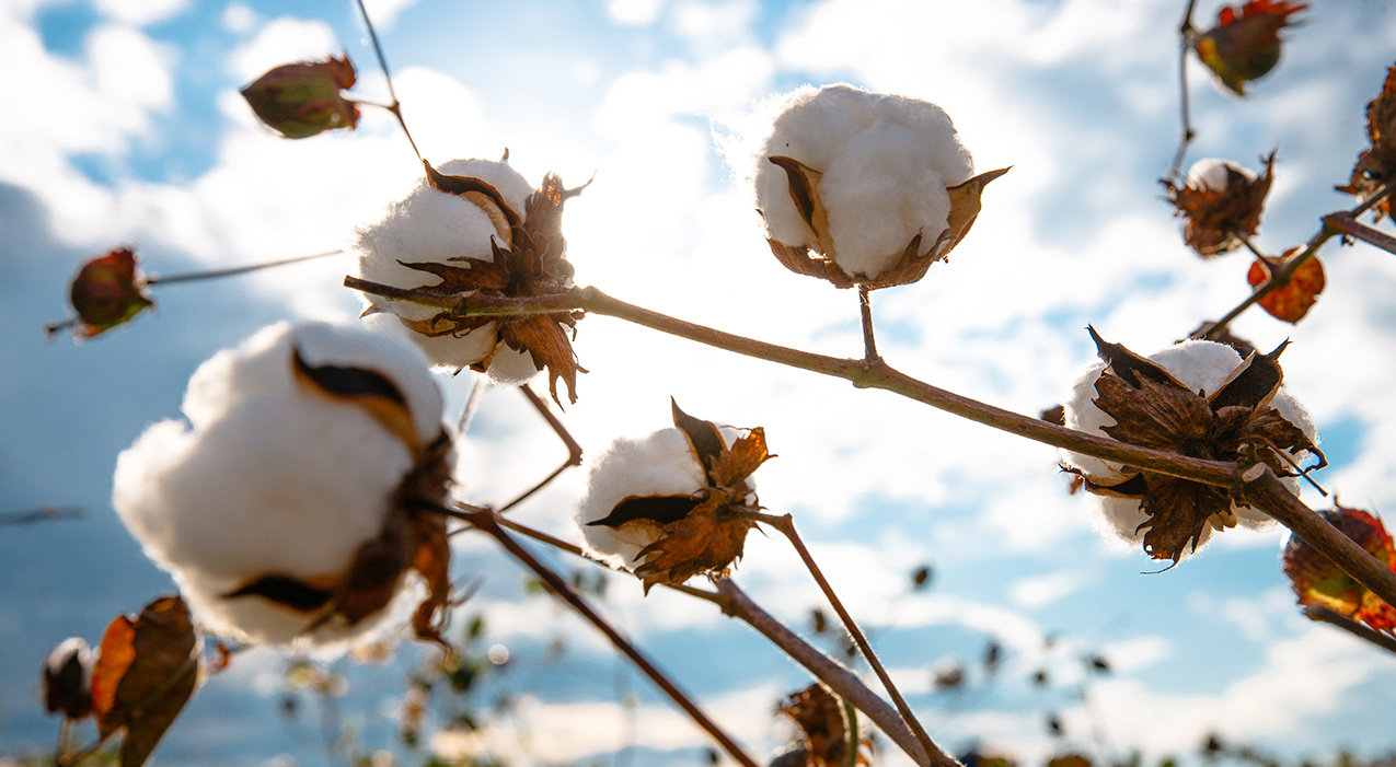 国内最大級とされるワタ畑で摘み取った綿花が宇宙に行く（出典：東北コットンプロジェクト）