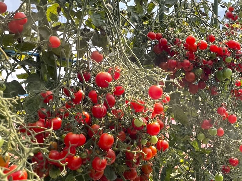 宇宙農業、レタスよりトマトが格段に難しい理由–NASAの「Veggie」プロジェクトを解説