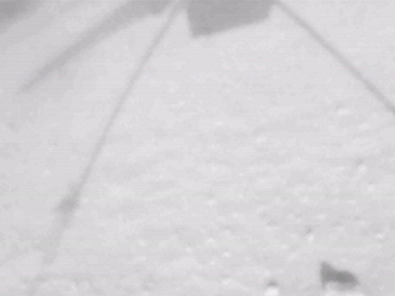 中絶後の活動再開