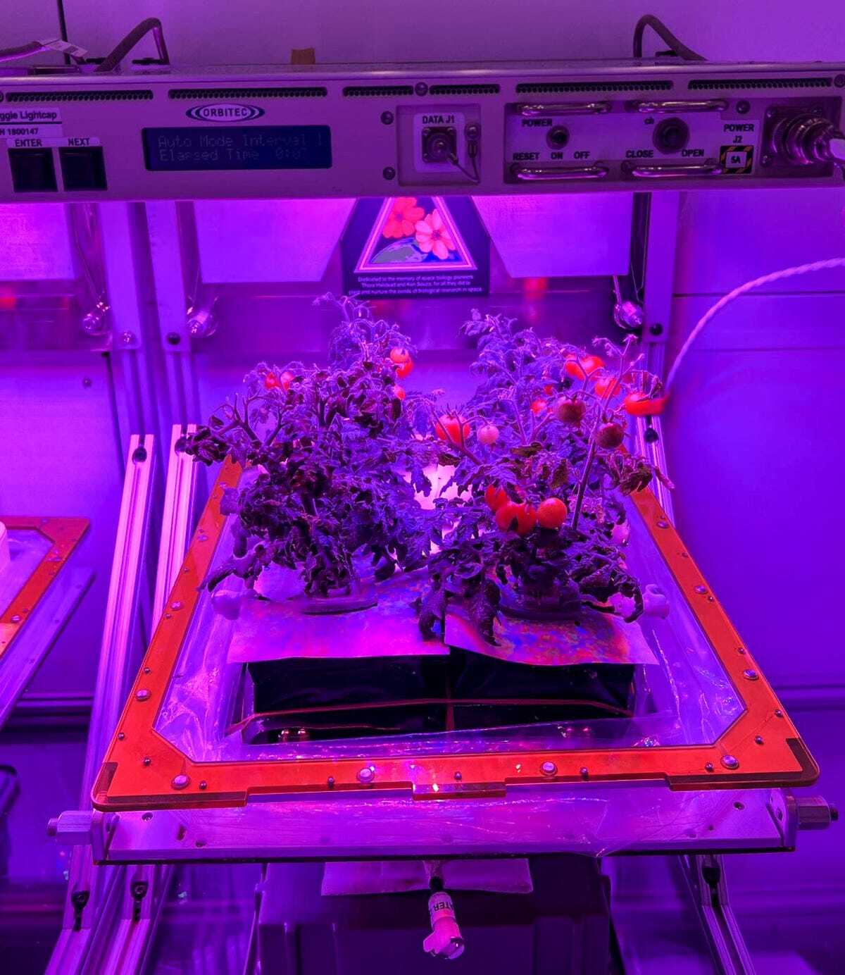 野菜栽培装置（Veggie）で育成中のドワーフトマト「レッドロビン」。ISSへの飛行前の様子（出典：Gioia Massa）
