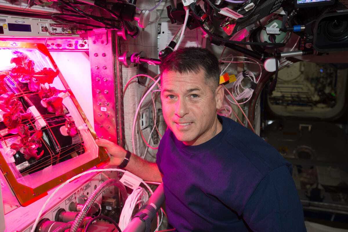 ISSのVeggieでレタスを栽培する宇宙飛行士Shane Kimbrough氏（出典：NASA）