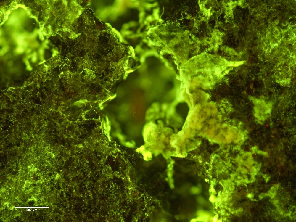 国際宇宙ステーションでのバイオマイニング実験に使用された細菌の蛍光顕微鏡画像（出典：ESA）